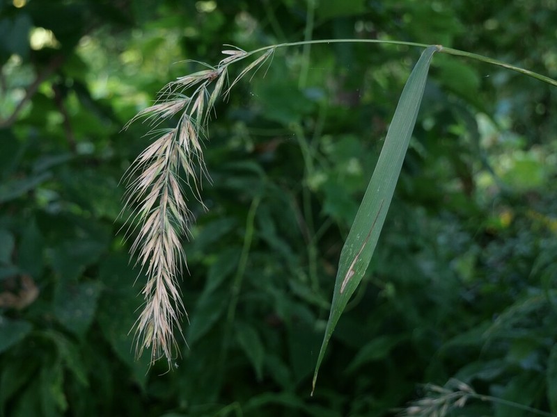 Wiegand's Wildrye photo 2