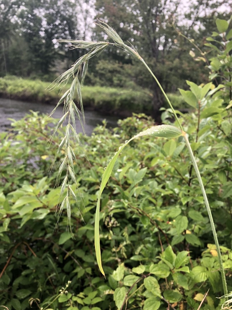 Wiegand's Wildrye photo 3