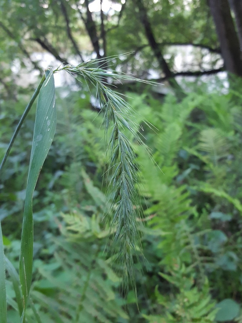 Wiegand's Wildrye photo 4