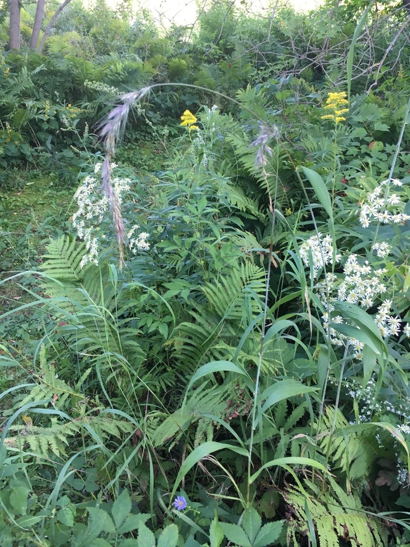 Wiegand's Wildrye photo 5