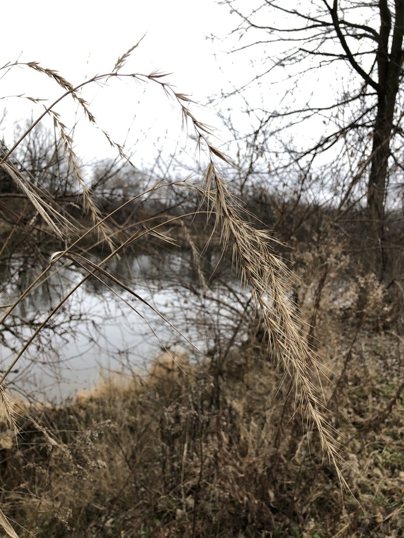 Wiegand's Wildrye photo 8