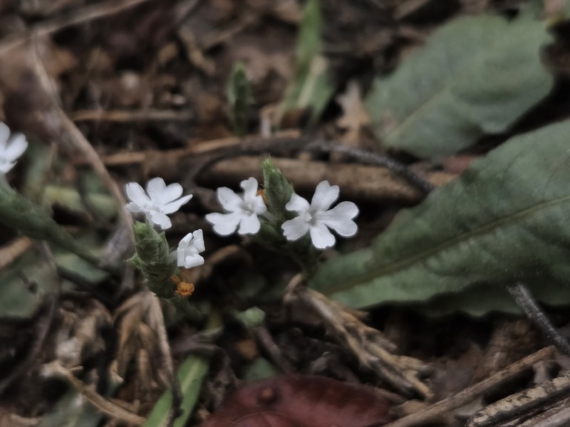 Wheatspike Scalystem
