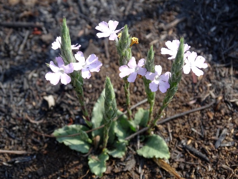 Wheatspike Scalystem photo 2