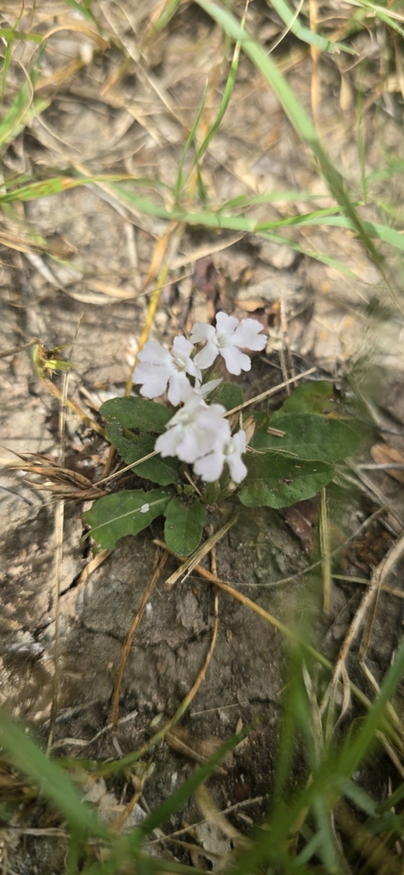 Wheatspike Scalystem photo 3