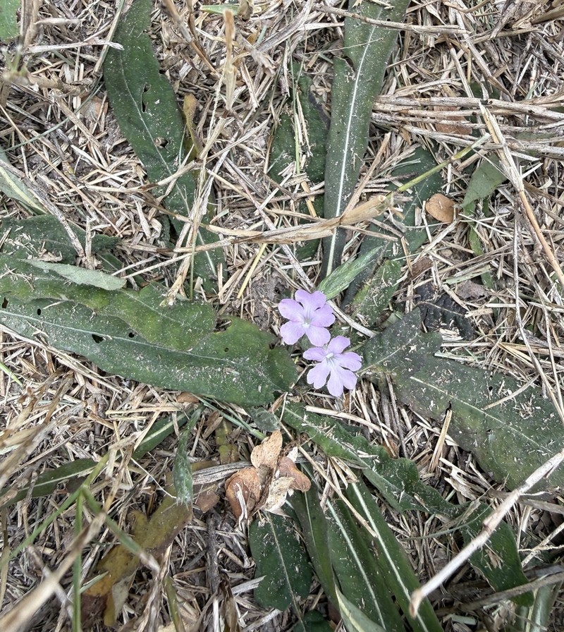 Wheatspike Scalystem photo 7