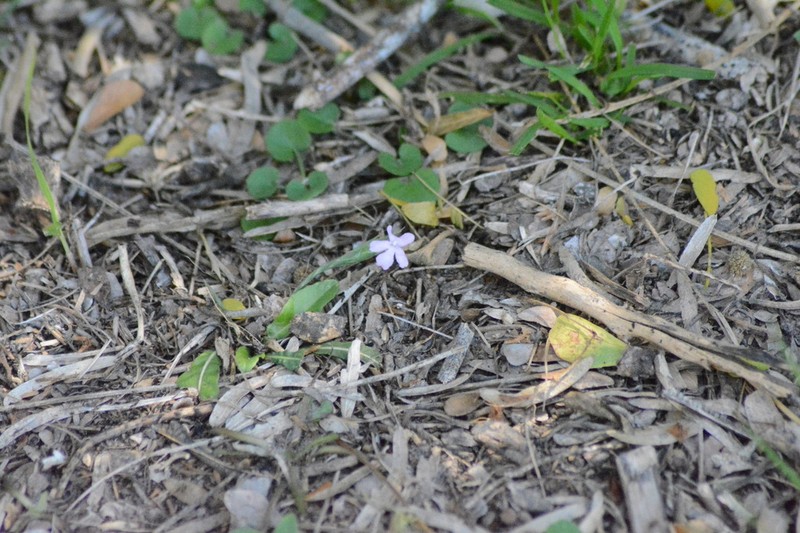 Wheatspike Scalystem photo 8