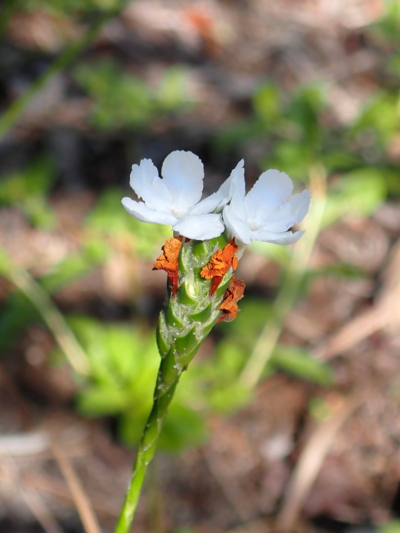 Carolina Scalystem
