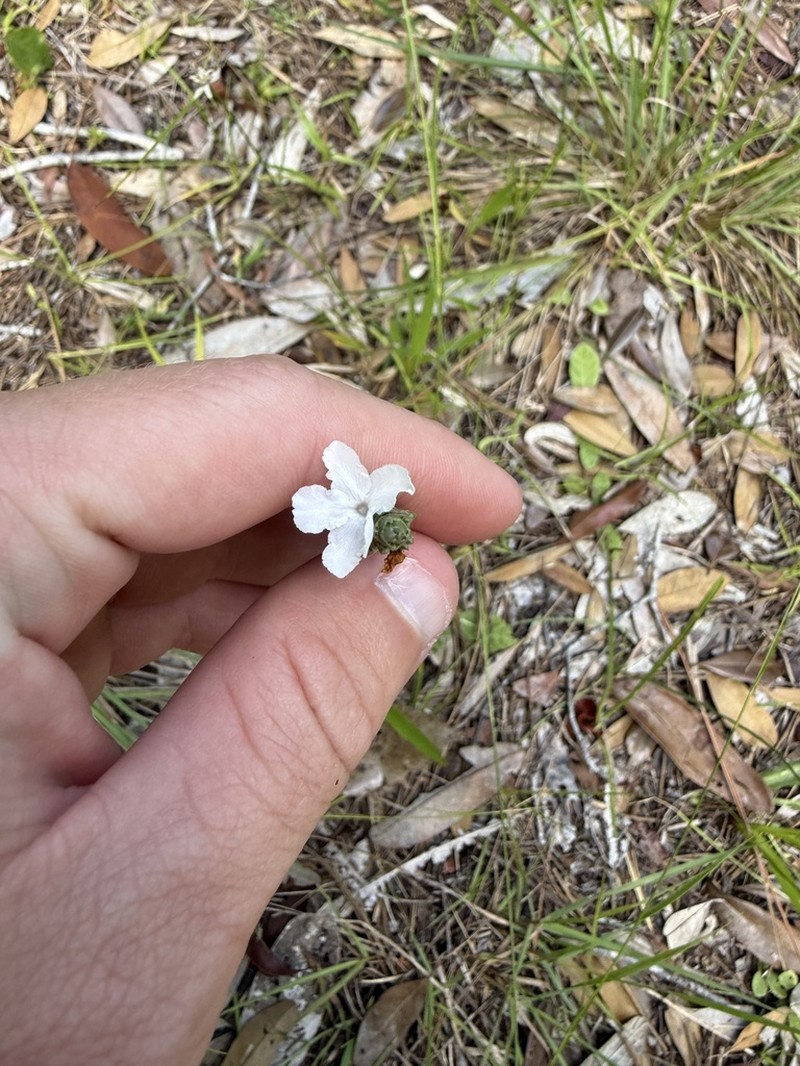 Carolina Scalystem photo 2