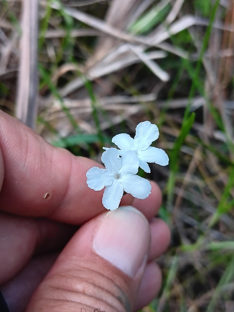 Carolina Scalystem photo 3