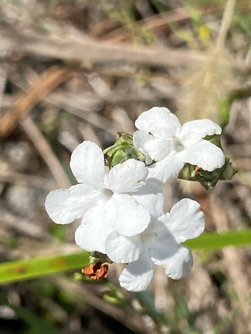 Carolina Scalystem photo 4