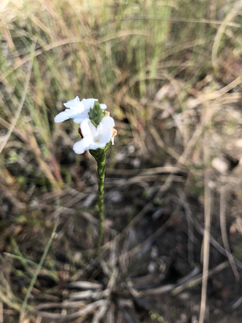Carolina Scalystem photo 5