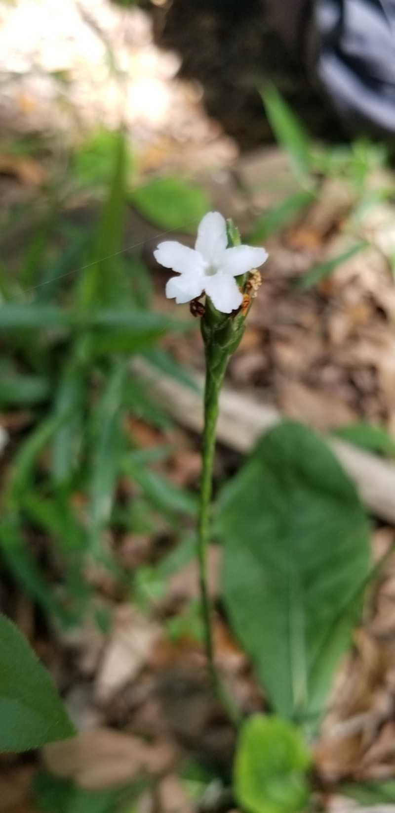 Carolina Scalystem photo 6
