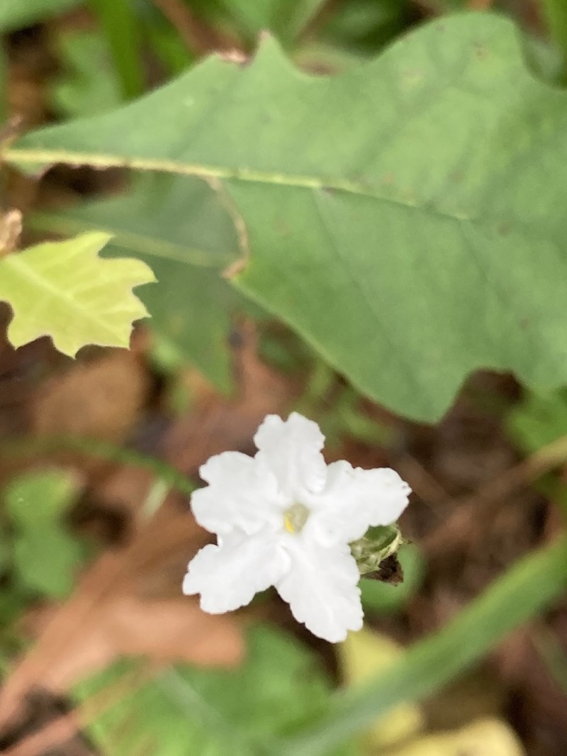 Carolina Scalystem photo 7