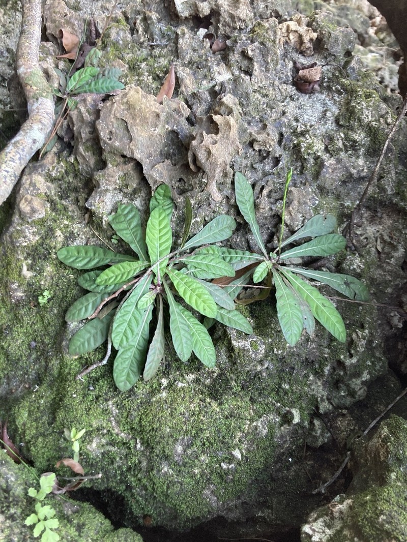 Carolina Scalystem photo 8