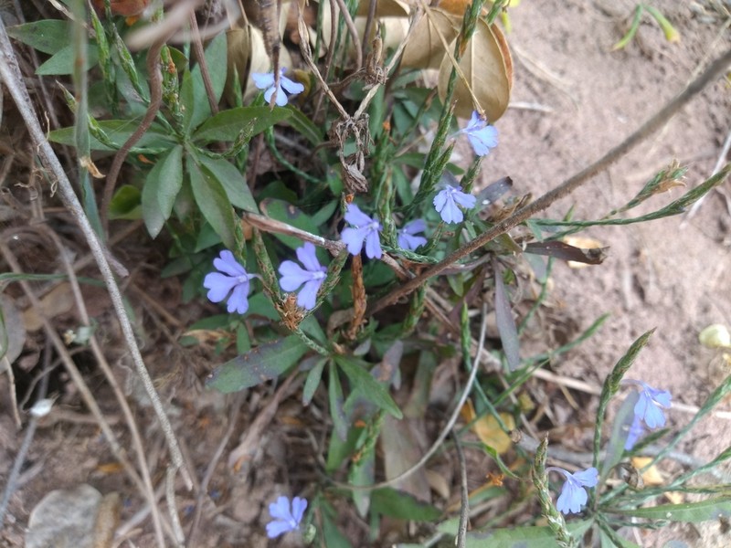 Purple Scalystem