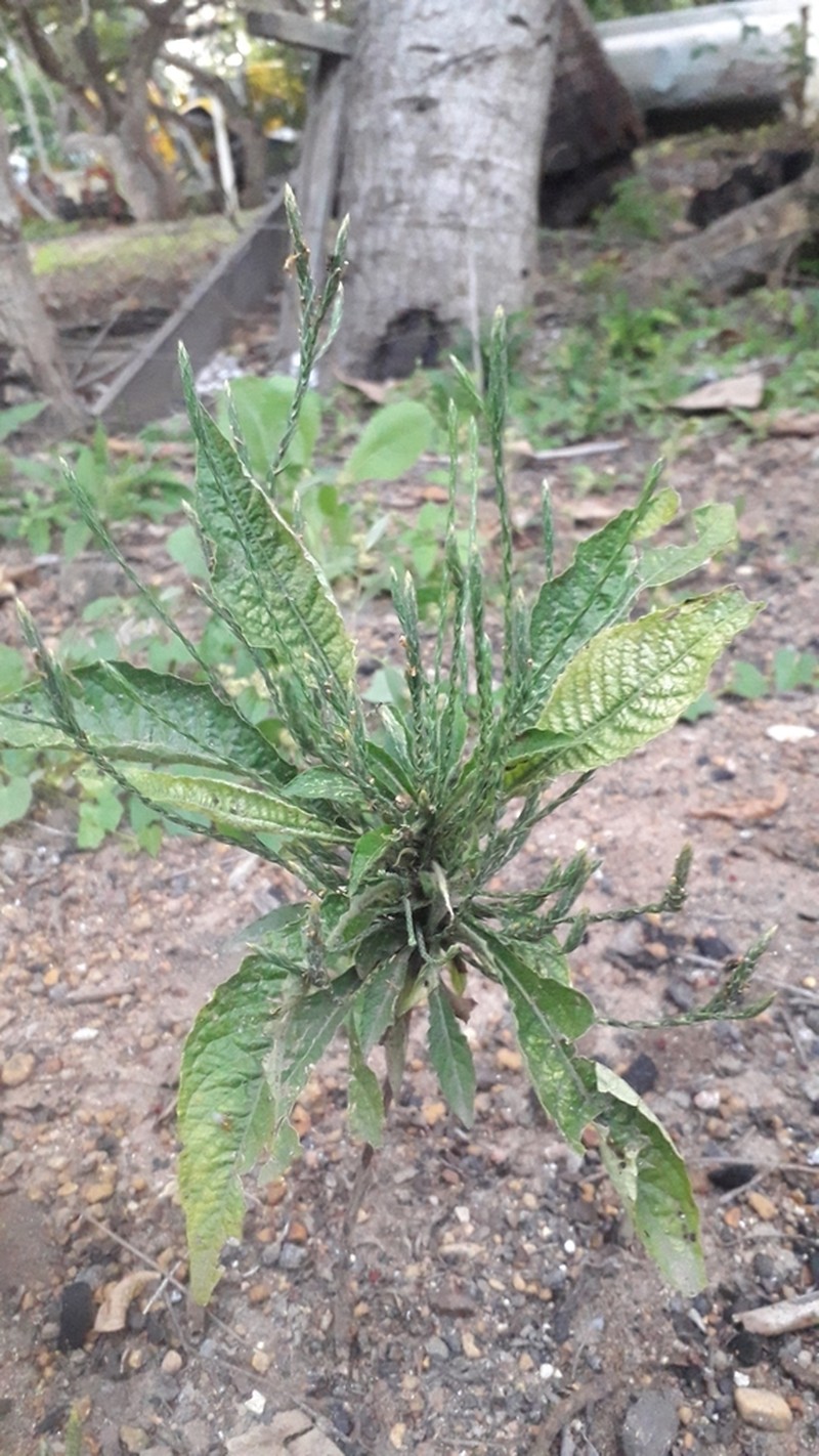 Purple Scalystem photo 2