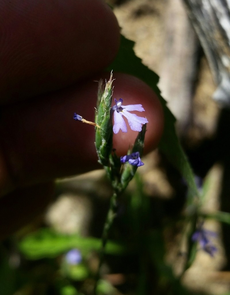 Purple Scalystem photo 3