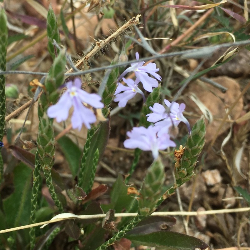 Purple Scalystem photo 4