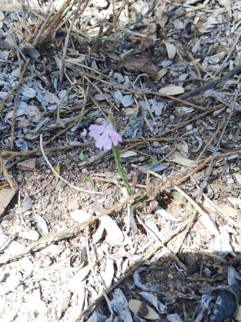 Purple Scalystem photo 7