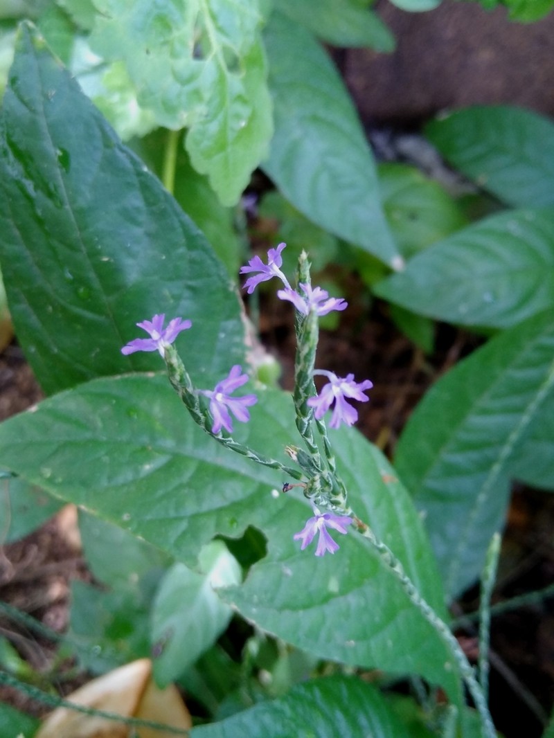 Purple Scalystem photo 8