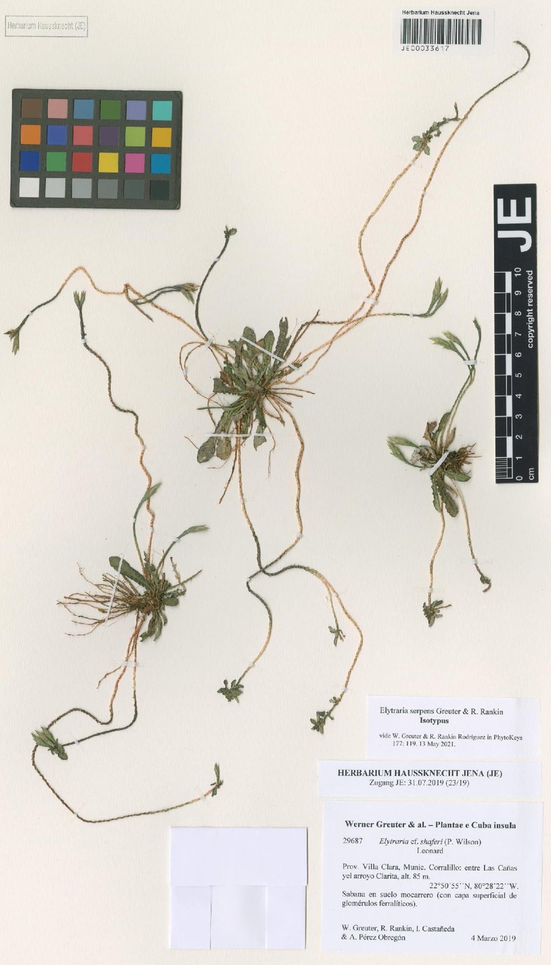 Elytraria serpens