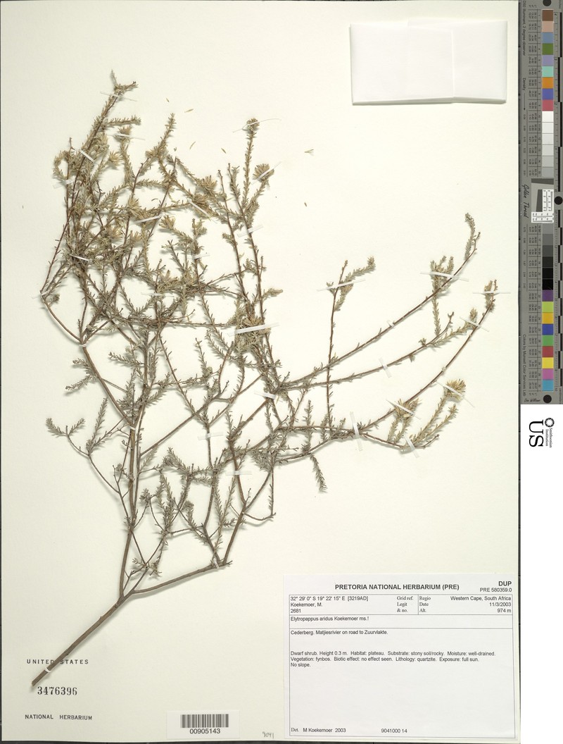 Elytropappus aridus
