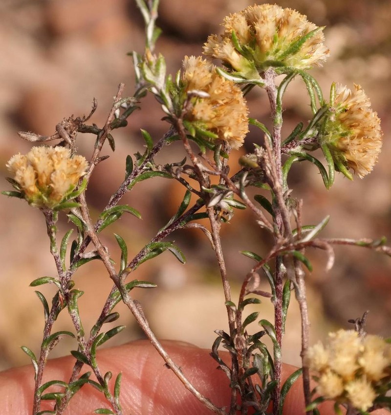 Elytropappus monticola