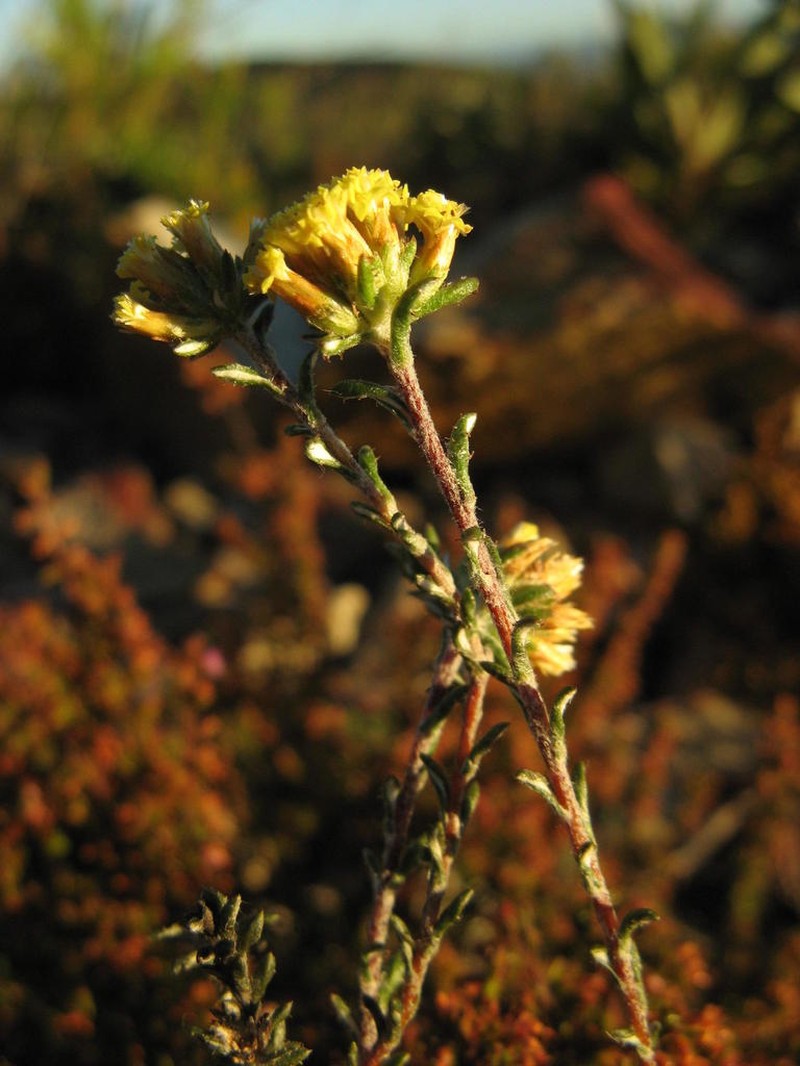 Elytropappus monticola photo 2
