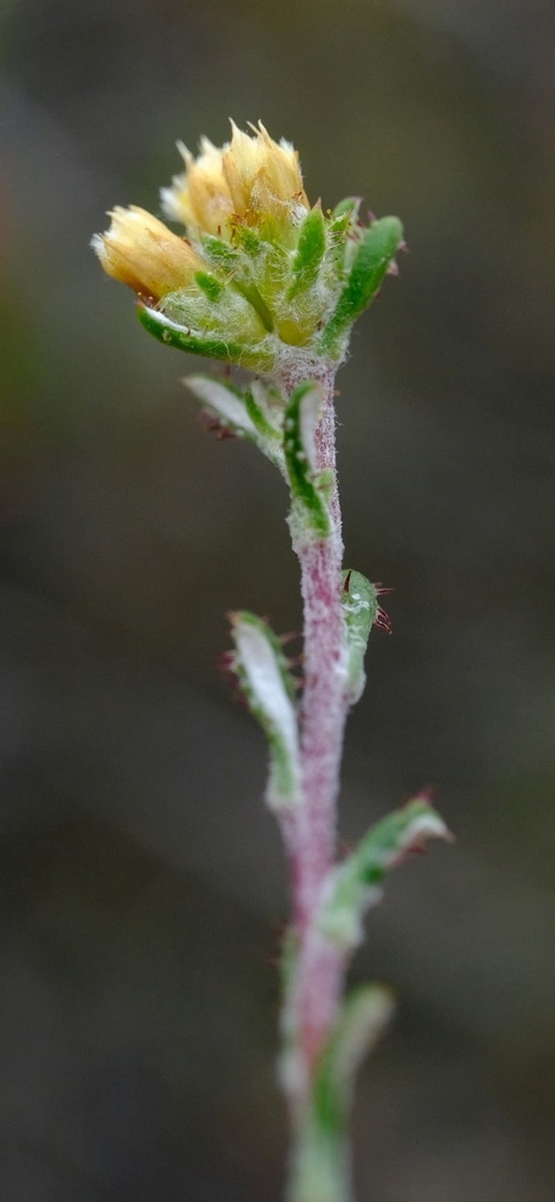 Elytropappus monticola photo 3
