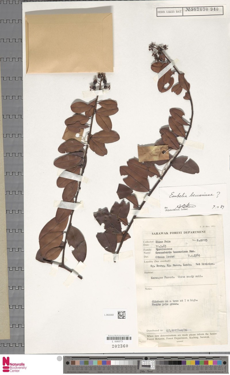 Embelia beccariana