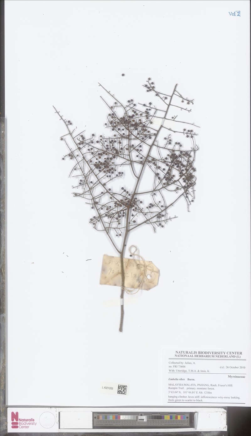 Embelia intricata
