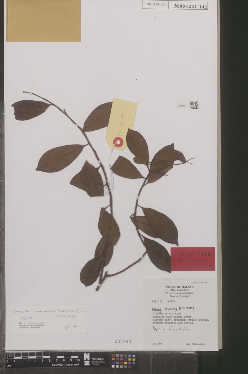 Embelia vinosiramosa