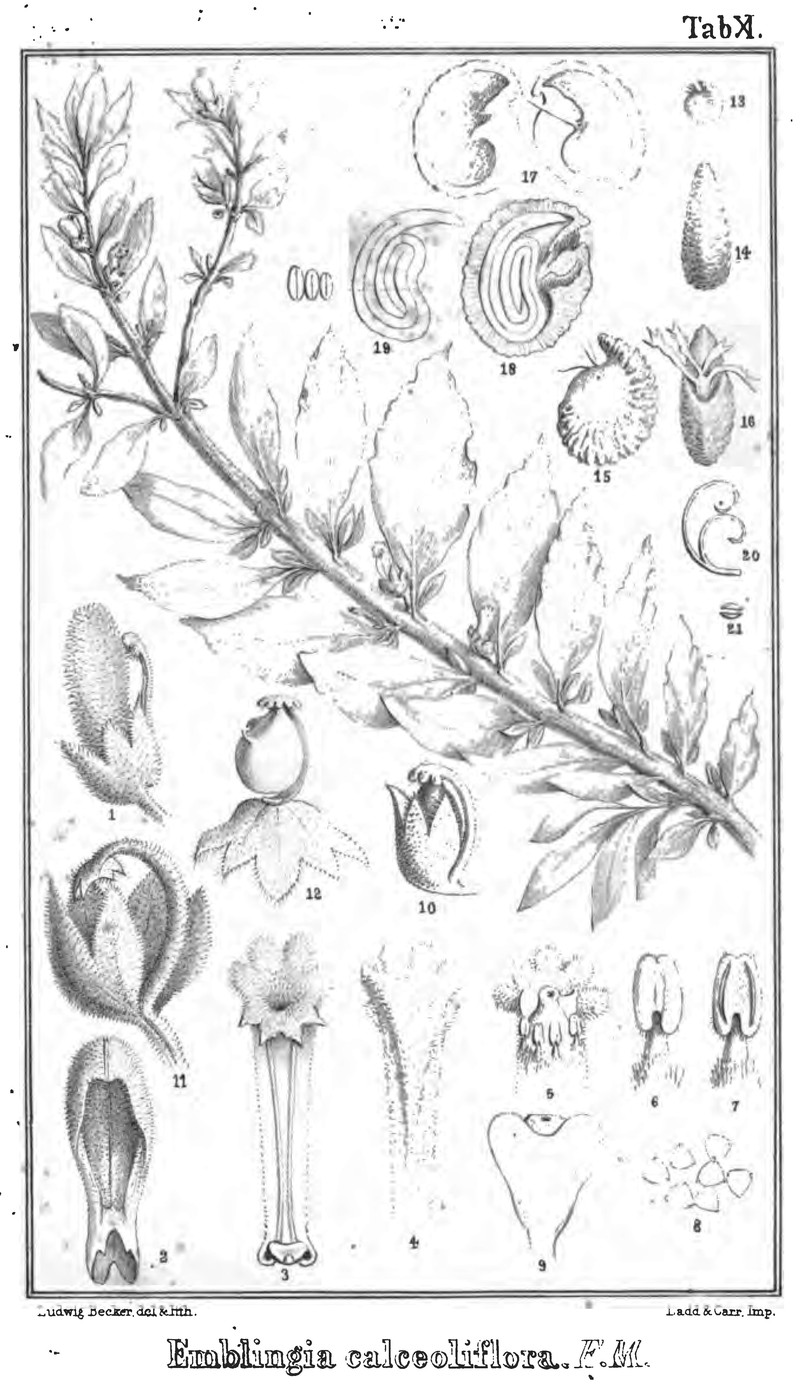 Emblingia calceoliflora