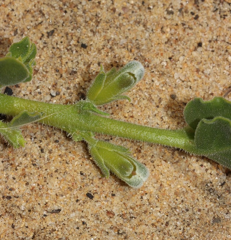 Emblingia calceoliflora photo 2