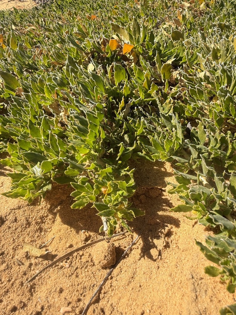 Emblingia calceoliflora photo 3