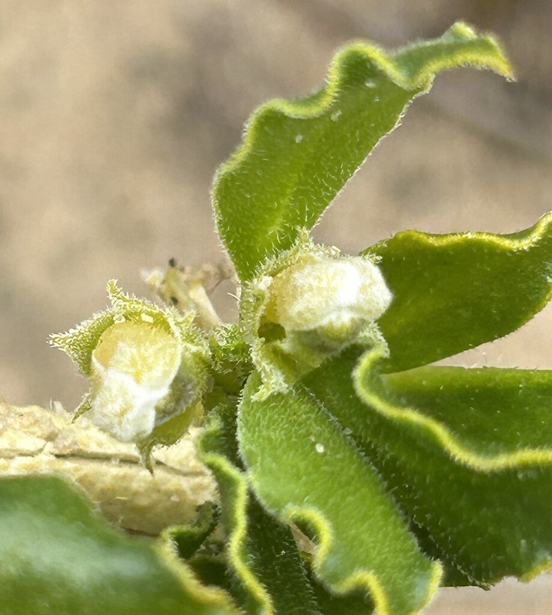Emblingia calceoliflora photo 4