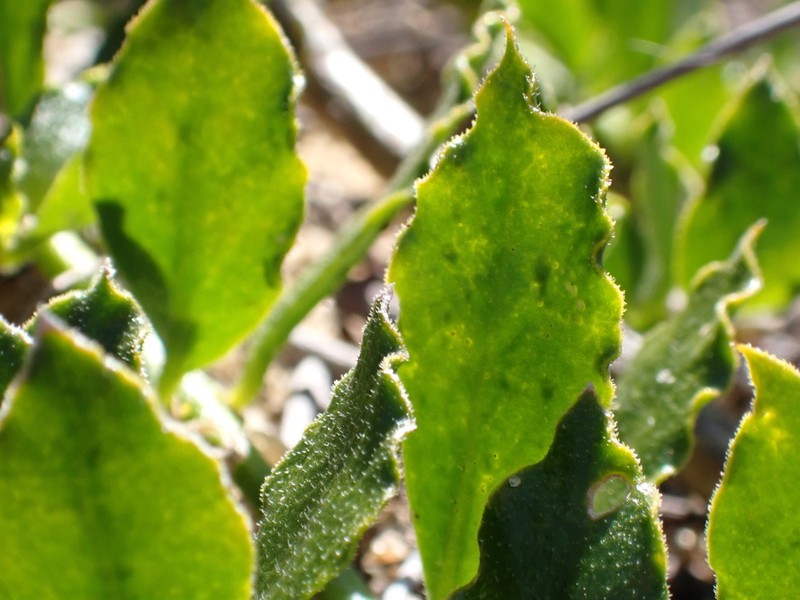 Emblingia calceoliflora photo 5