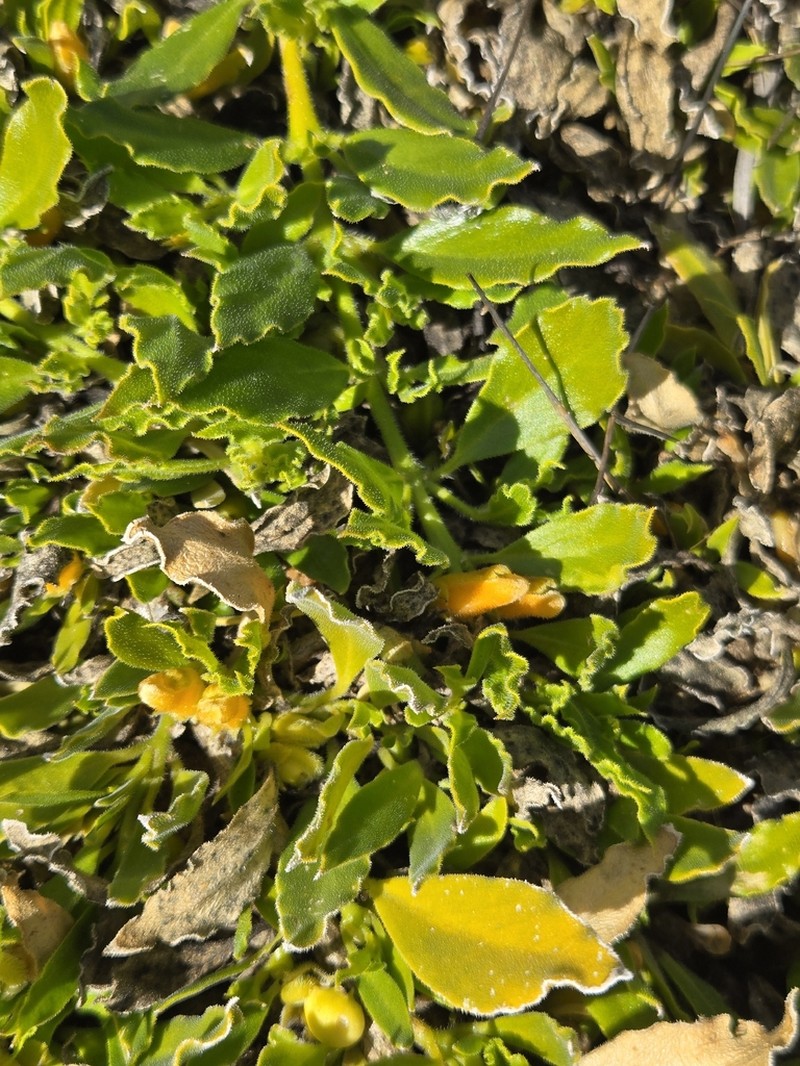 Emblingia calceoliflora photo 6
