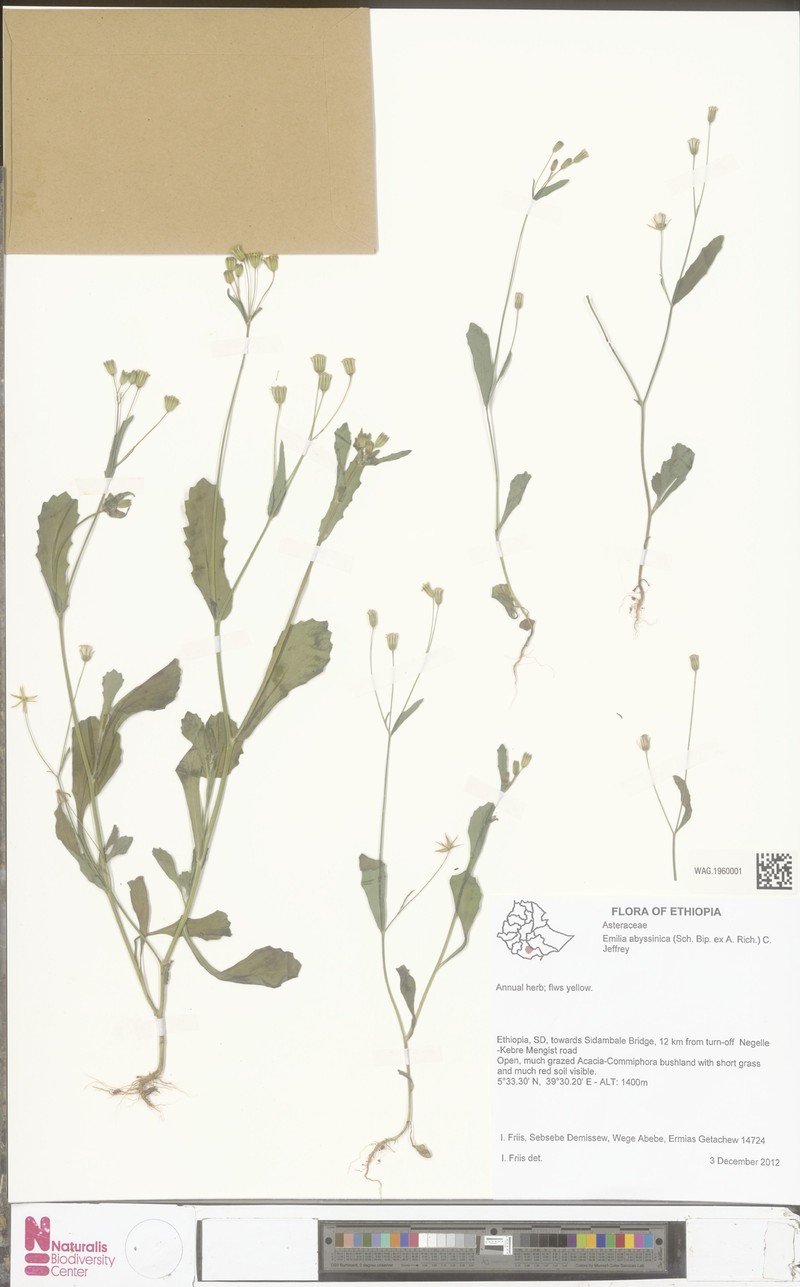 Emilia abyssinica var. abyssinica