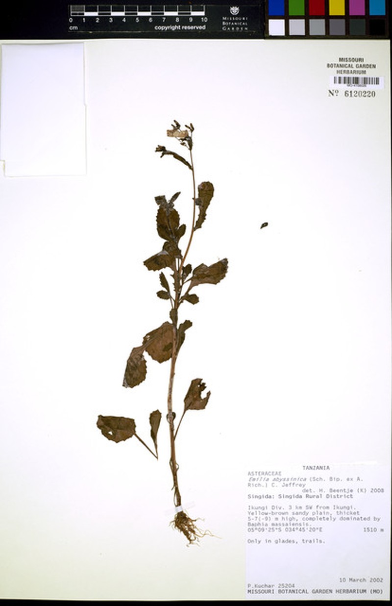 Emilia abyssinica var. abyssinica photo 2