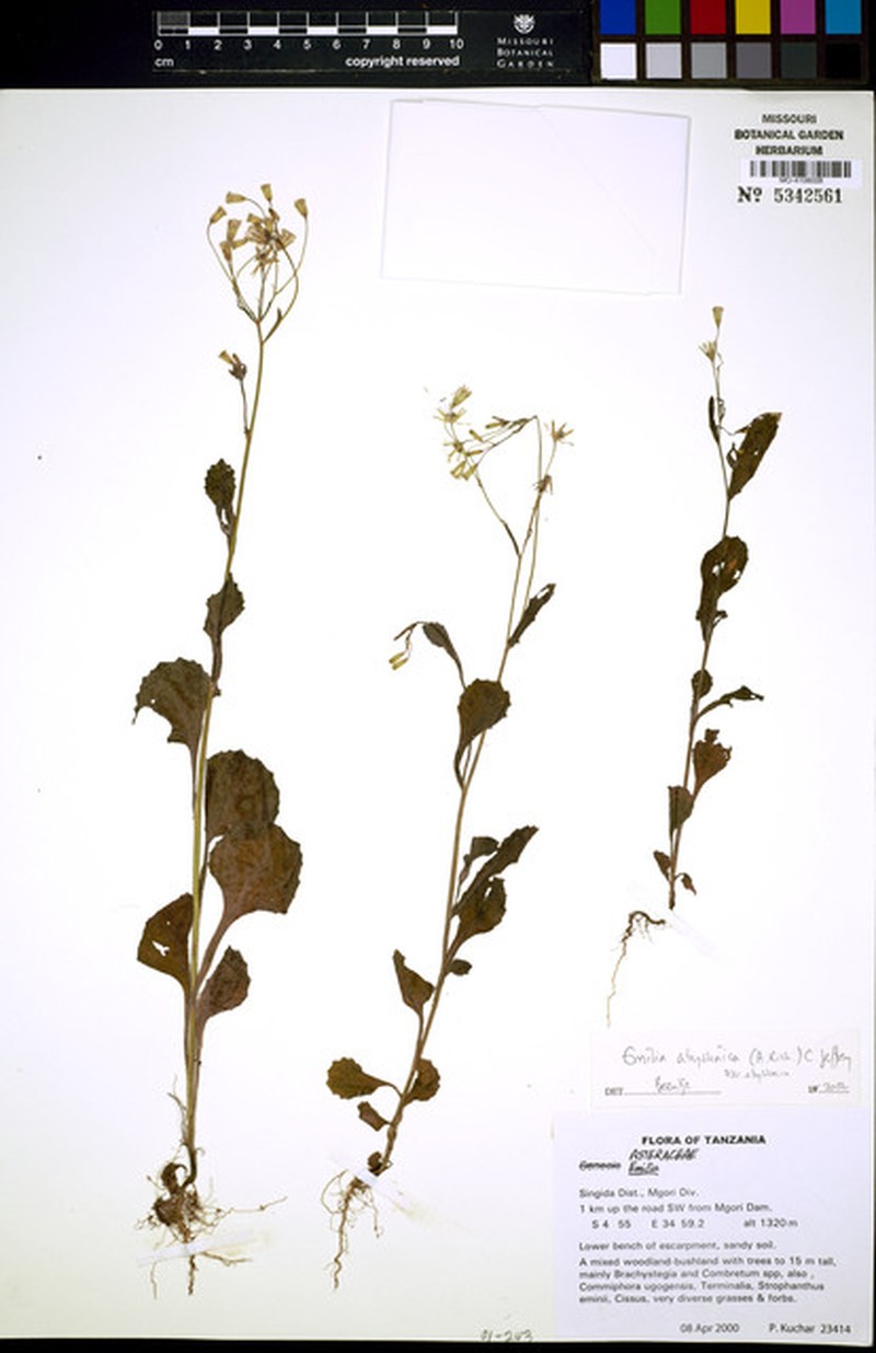 Emilia abyssinica var. abyssinica photo 4