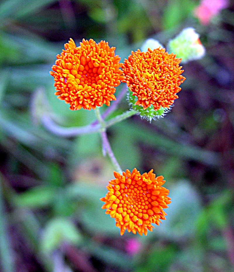 Scarlet Tasselflower photo 3