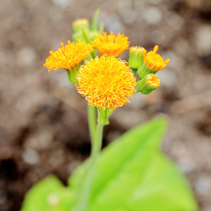 Scarlet Tasselflower