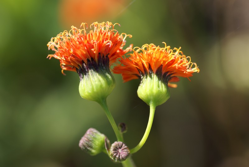 Scarlet Tasselflower photo 4
