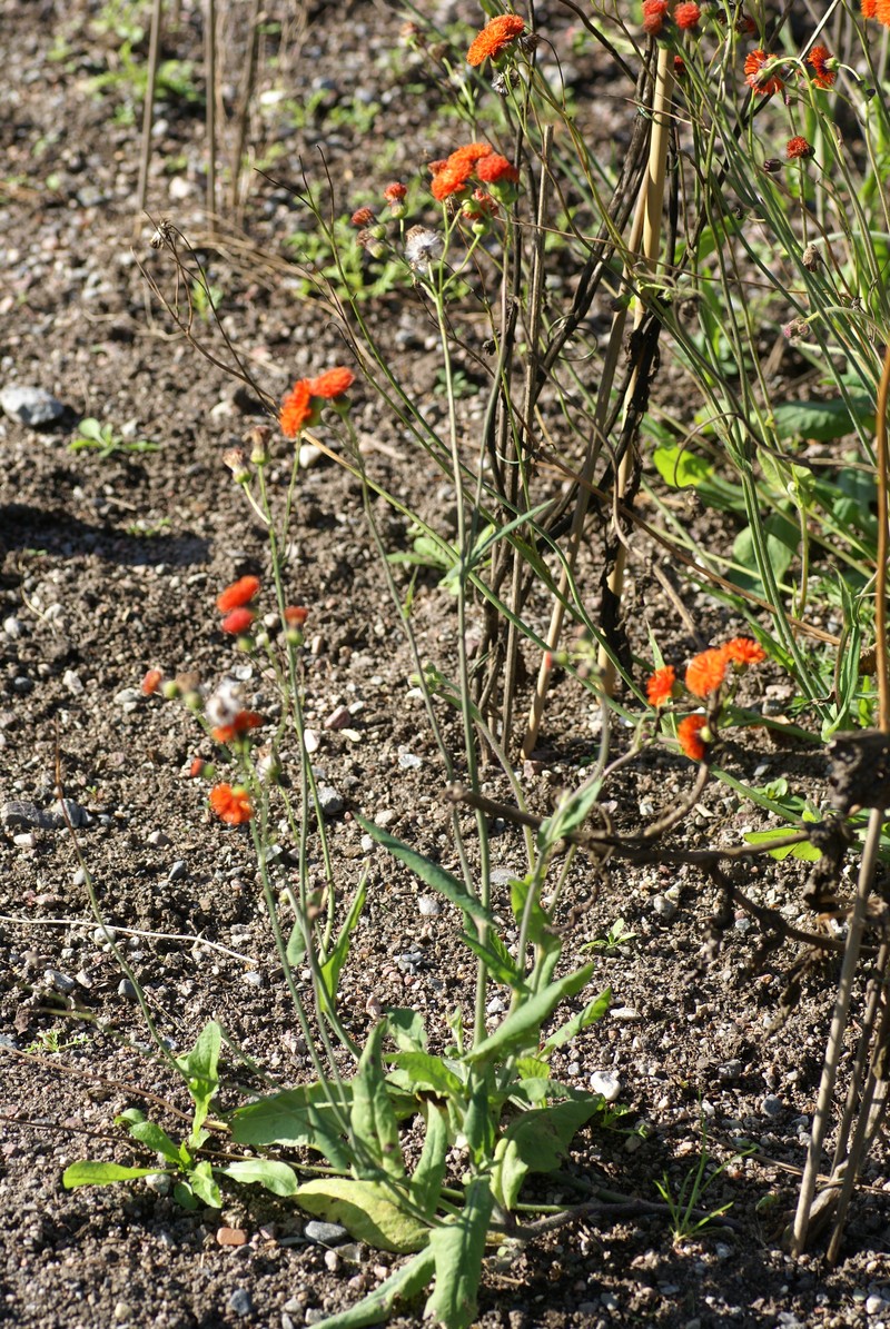 Scarlet Tasselflower photo 5