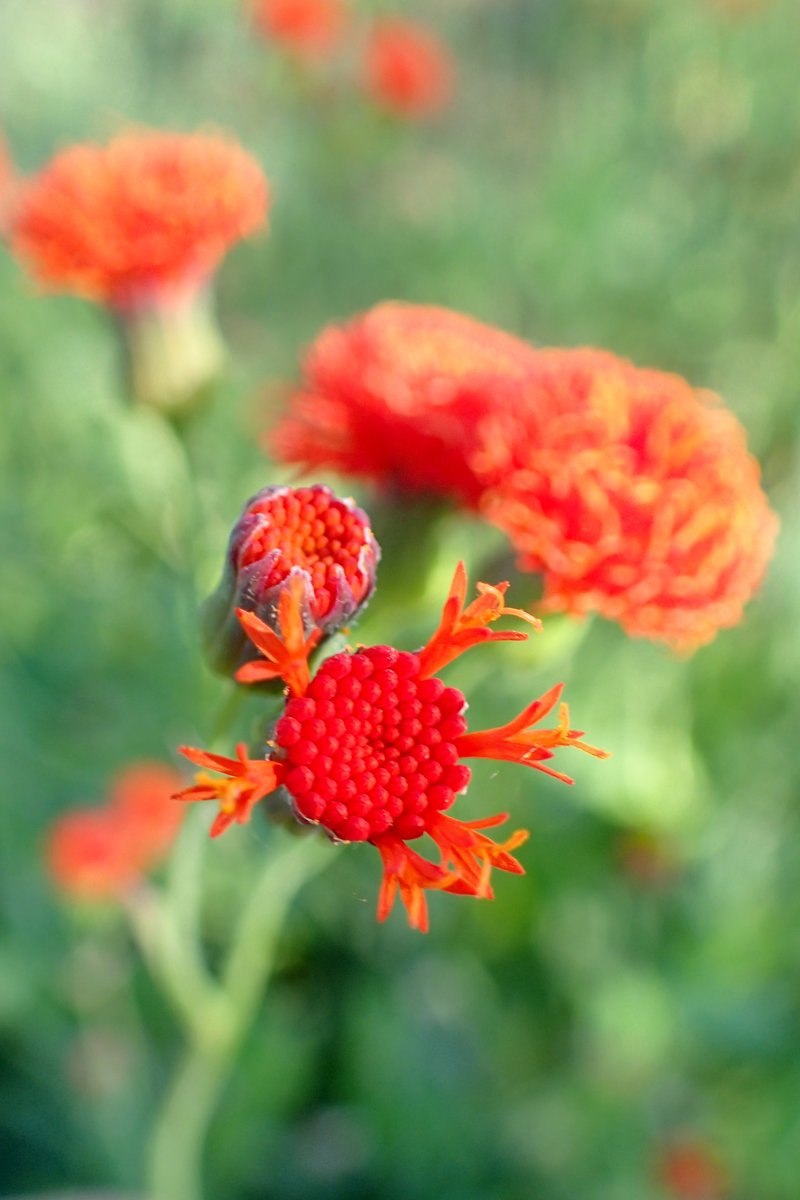 Scarlet Tasselflower photo 7