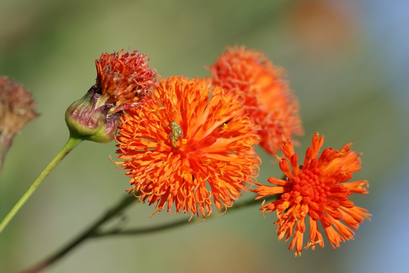 Scarlet Tasselflower photo 8