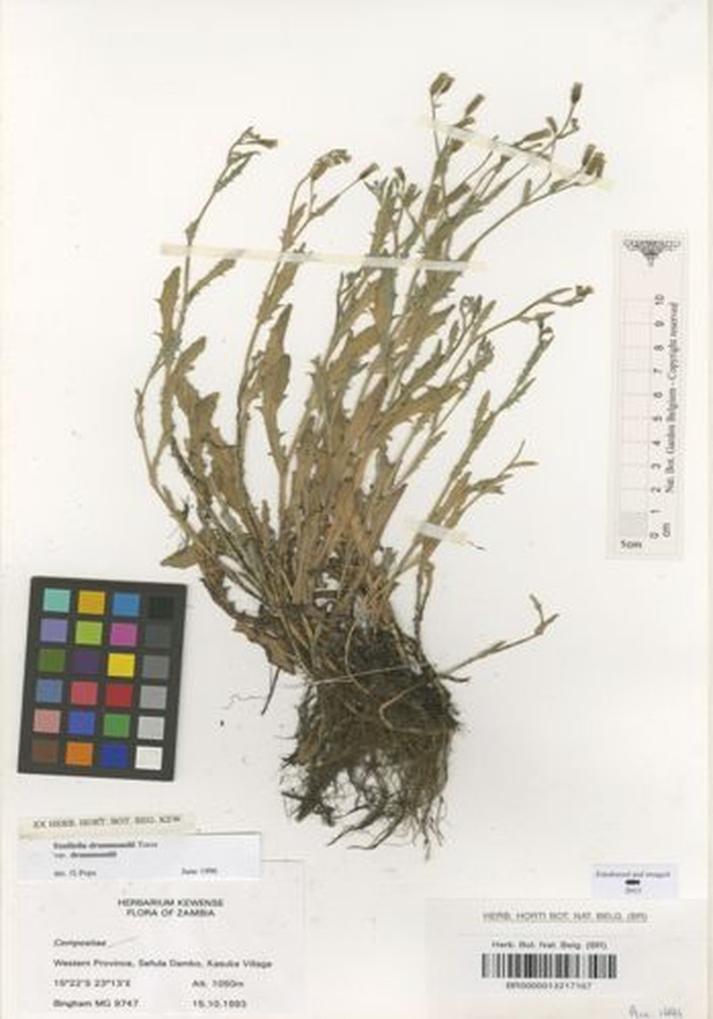 Emilia drummondii