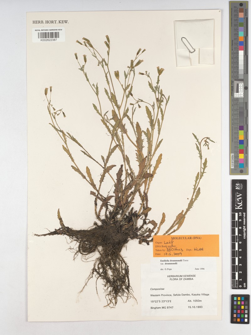 Emilia drummondii photo 2