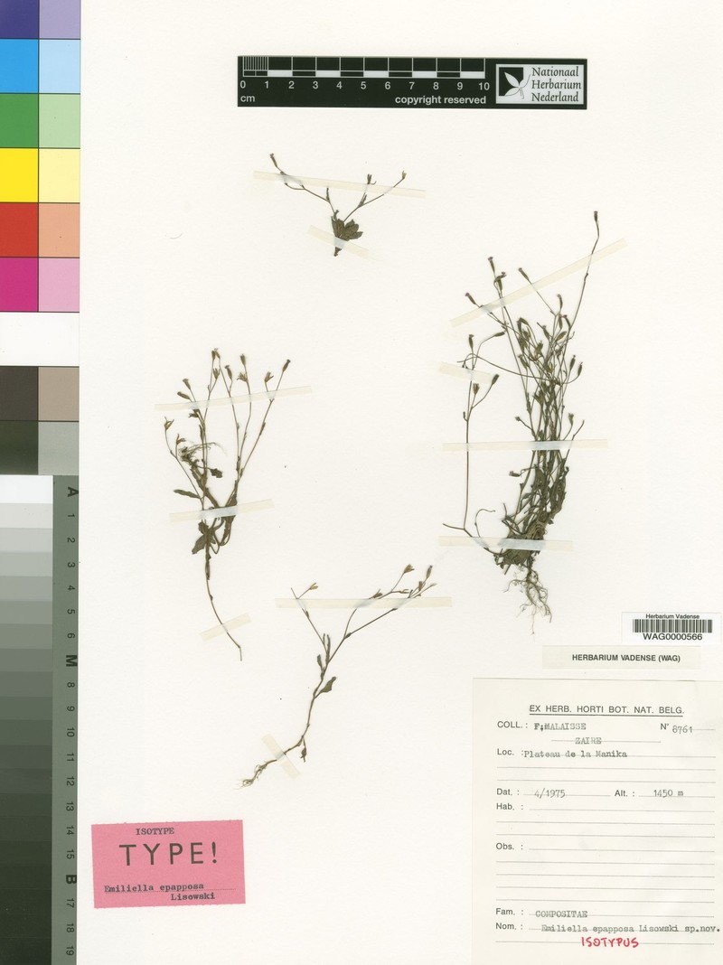Emilia epapposa photo 2